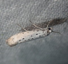 Yponomeuta malinellus