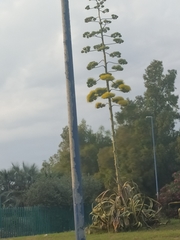 Agave americana