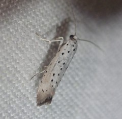 Yponomeuta malinellus