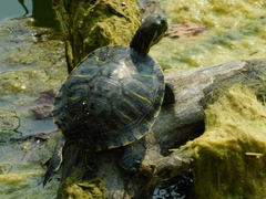 Trachemys scripta elegans