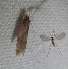 Brachmia blandella