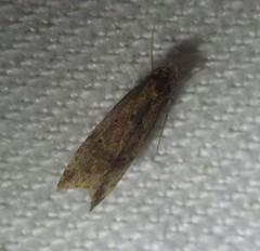 Brachmia blandella