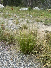Carex subfusca