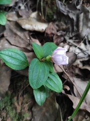 Melastoma dodecandrum