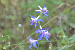 Delphinium madrense
