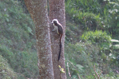 Saguinus oedipus