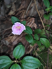 Melastoma dodecandrum