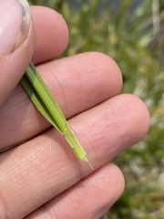 Carex luzulina