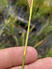 Carex luzulina