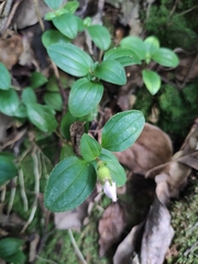 Melastoma dodecandrum