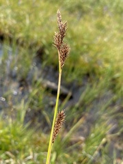Carex luzulina