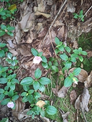 Melastoma dodecandrum