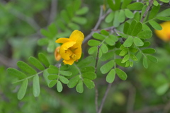 Chamaecrista greggii