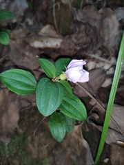 Melastoma dodecandrum