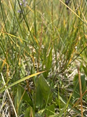 Triglochin palustris