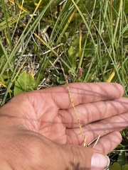 Triglochin palustris