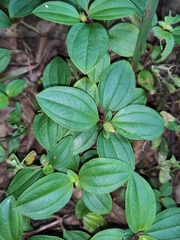 Melastoma dodecandrum