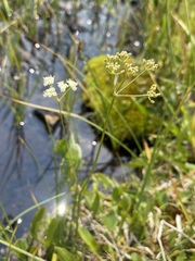 Ligusticum tenuifolium