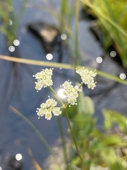 Ligusticum tenuifolium