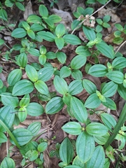 Melastoma dodecandrum