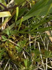 Ligusticum tenuifolium