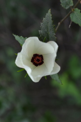 Hibiscus acicularis