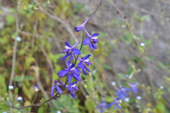 Delphinium madrense