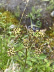 Ligusticum tenuifolium