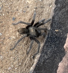 Aphonopelma gabeli