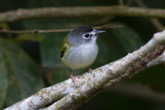 Black-Capped Pygmy-Tyrant photo 1
