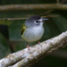 Black-capped Pygmy-Tyrant - Photo (c) Justyn Stahl, some rights reserved (CC BY-NC), uploaded by Justyn Stahl