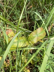 Penstemon attenuatus