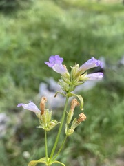 Penstemon attenuatus
