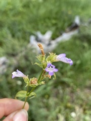 Penstemon attenuatus