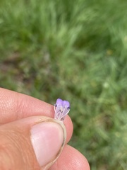 Penstemon attenuatus