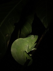 Trioceros deremensis