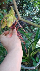 Phragmipedium longifolium
