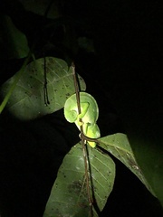 Trioceros deremensis