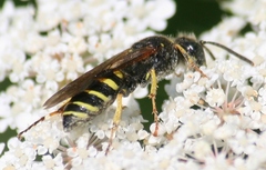 Aphilanthops frigidus