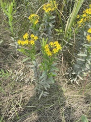 Hypericum sphaerocarpum