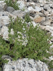 Ageratina occidentalis