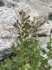 Ageratina occidentalis