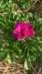 Rosa rugosa