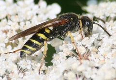 Aphilanthops frigidus