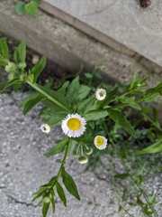 Erigeron annuus