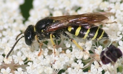 Aphilanthops frigidus