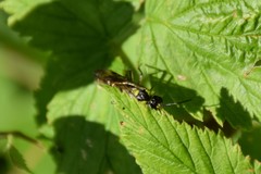 Tenthredo mesomela