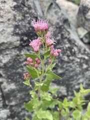 Ageratina occidentalis