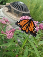 Danaus plexippus