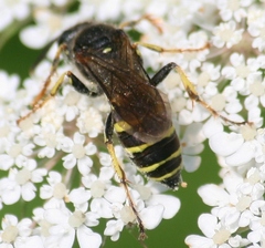 Aphilanthops frigidus
